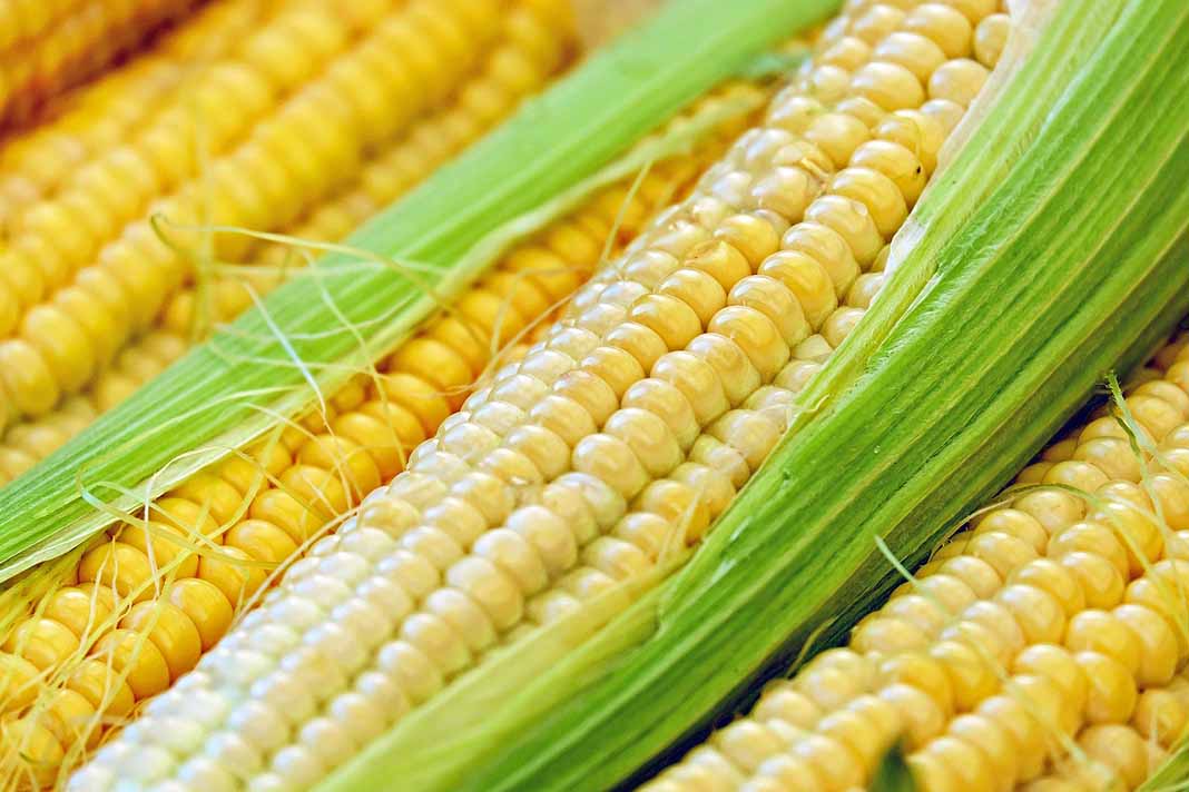 Cómo hacer un pastel de tamales de elote Chefs Jaime y Ramiro